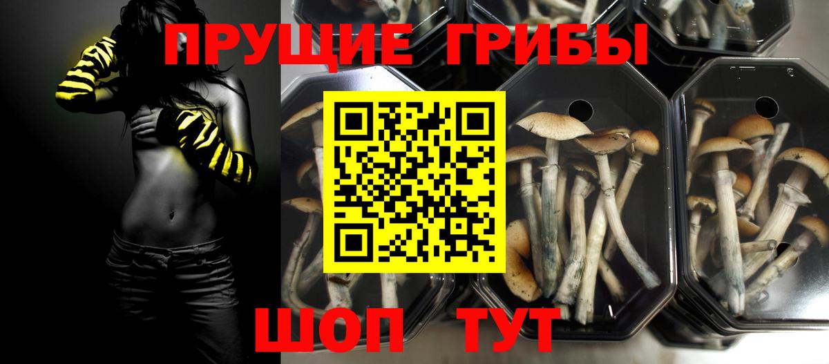 Галлюциногенные грибы Psilocybine cubensis  Северобайкальск 