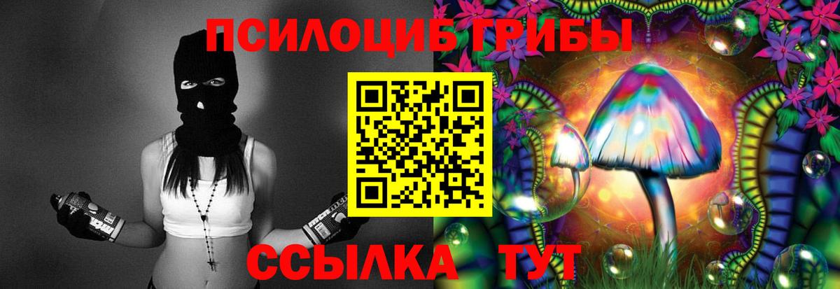 Галлюциногенные грибы Psilocybe Северобайкальск
